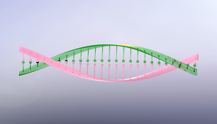 SolidWorks建模练习（53）：DNA结构